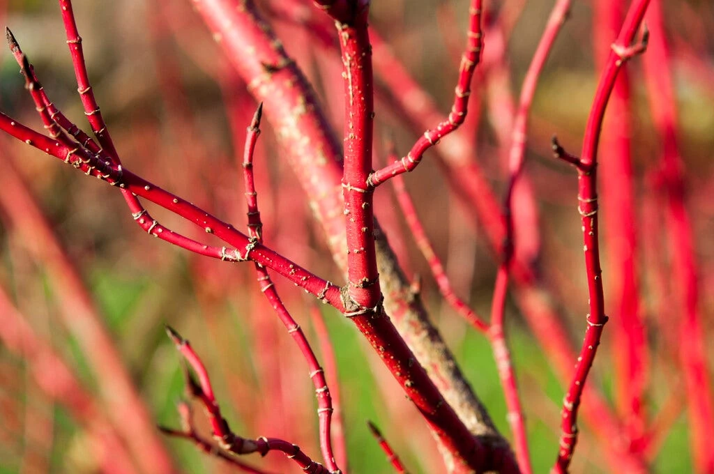 Bloeiende Haag, Hoog 4 Bloeiende Haag, Hoog - Afbeelding 2