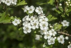 Vogelvriendelijke Haag -Directplant Winkel vaem13493 1