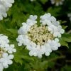 Gelderse Roos (Viburnum Opulus) -Directplant Winkel vami00068 2