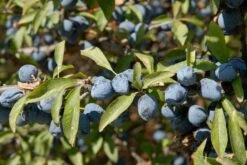 Ondoordringbare Haag, Hoog -Directplant Winkel vami02169