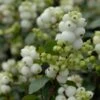 Sneeuwbes (Symphoricarpos 'Magical Galaxy®) -Directplant Winkel vami07294