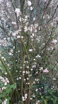 Sneeuwbal (Viburnum Bodnantense 'Charles Lamont') -Directplant Winkel viburnum bodn. charles lamont 1 1