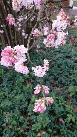 Sneeuwbal (Viburnum Bodnantense 'Dawn') -Directplant Winkel viburnum bodn. charles lamont 2 2
