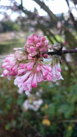 Sneeuwbal (Viburnum Bodnantense 'Charles Lamont') -Directplant Winkel viburnum bodn. charles lamont 3