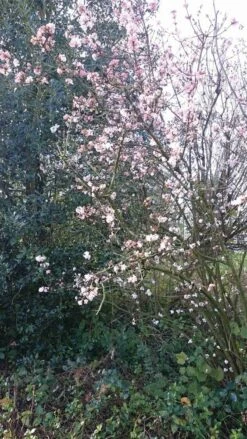 Sneeuwbal (Viburnum Bodnantense 'Charles Lamont') -Directplant Winkel viburnum bodn. charles lamont 4
