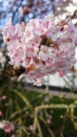 Sneeuwbal (Viburnum Bodnantense 'Charles Lamont') -Directplant Winkel viburnum bodn. charles lamont 5