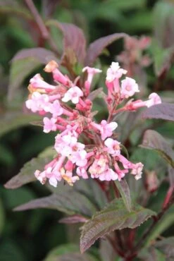 Sneeuwbal (Viburnum Bodnantense 'Dawn') -Directplant Winkel viburnum bodnantense dawn 4 2