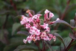 Sneeuwbal (Viburnum Bodnantense 'Dawn') -Directplant Winkel viburnum bodnantense dawn 6 3