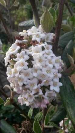 Sneeuwbal (Viburnum Burkwoodii) -Directplant Winkel viburnum burkwoodii2 1