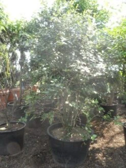 Sneeuwbal (Viburnum Burkwoodii) -Directplant Winkel viburnum burkwoodii 200 250 300 c240 1