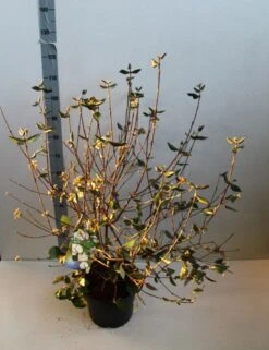 Sneeuwbal (Viburnum Burkwoodii) -Directplant Winkel viburnum burkwoodii 80 100 cm co. 7.5l v kopie 2