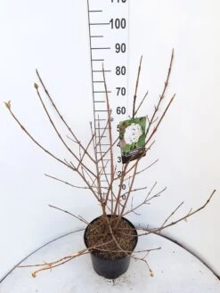 Sneeuwbal (Viburnum Carlcephalum) -Directplant Winkel viburnum carlecephalum c10 v01