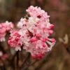 Sneeuwbal (Viburnum Bodnantense 'Charles Lamont') -Directplant Winkel viburnum charles lamont 2