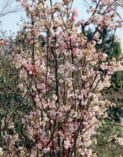 Sneeuwbal (Viburnum Bodnantense 'Charles Lamont') -Directplant Winkel viburnum charles lamont 2