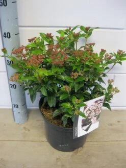 Groenblijvende Sneeuwbal (Viburnum Tinus 'Eve Price') 26 Groenblijvende Sneeuwbal (Viburnum Tinus 'Eve Price') -Directplant Winkel viburnum eve price c5 6 11 2018 2 1