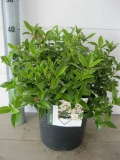 Groenblijvende Sneeuwbal (Viburnum Tinus 'Eve Price') -Directplant Winkel viburnum eve prise c5 14 9 2018