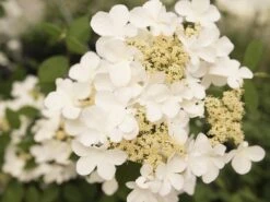 Japanse Sneeuwbal (Viburnum Plicatum 'Kilimandjaro Sunrise') -Directplant Winkel viburnum kil. sunrise 2 1 1