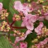 Japanse Sneeuwbal (Viburnum Plicatum 'Kilimandjaro Sunrise') -Directplant Winkel viburnum kil. sunrise 3 1 1