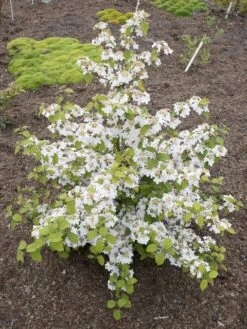 Japanse Sneeuwbal (Viburnum Plicatum 'Kilimandjaro Sunrise') -Directplant Winkel viburnum kil. sunrise 4 1