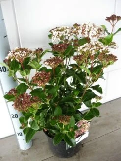 Sneeuwbal (Viburnum Tinus 'Lisa Rose') -Directplant Winkel viburnum lisarose c5 05 09 2017 1 1
