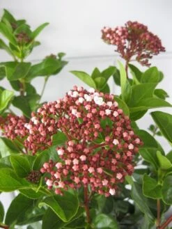 Sneeuwbal (Viburnum Tinus 'Lisa Rose') -Directplant Winkel viburnum lisarose c5 28 08 2017 3 1