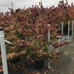 Japanse Sneeuwbal (Viburnum Plicatum 'Kilimandjaro Sunrise') -Directplant Winkel viburnum plic. kilimandjaro 1