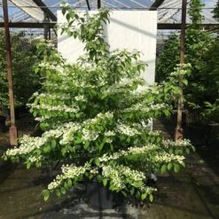 Japanse Sneeuwbal (Viburnum Plicatum 'Kilimandjaro Sunrise') -Directplant Winkel viburnum plic. kilimandjaro 150 175 c50