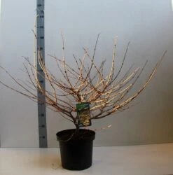 Sneeuwbal (Viburnum Plicatum 'Mariesii') -Directplant Winkel viburnum plic mariessii 80 10 cm co. 10l kopie