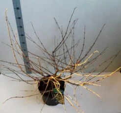 Sneeuwbal (Viburnum Plicatum 'Mariesii') -Directplant Winkel viburnum plic mariessii 80 10 cm co. 10lv kopie 1