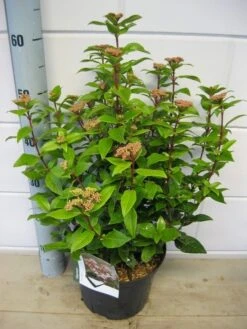Sneeuwbal (Viburnum Tinus 'Spirit') -Directplant Winkel viburnum spirit c5 7 2 2019 1 2