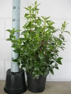 Sneeuwbal (Viburnum Tinus 'Spirit') -Directplant Winkel viburnum tinus 40 50 c3 april 2 2 1