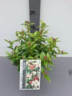 Groenblijvende Sneeuwbal (Viburnum Tinus 'Eve Price') 21 Groenblijvende Sneeuwbal (Viburnum Tinus 'Eve Price') -Directplant Winkel viburnum tinus eve price 2