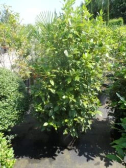 Groenblijvende Sneeuwbal (Viburnum Tinus 'Eve Price') -Directplant Winkel viburnum tinus eve price 125 150 c50 3