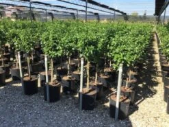 Sneeuwbal Op Stam (Viburnum Tinus 'Eve Price') -Directplant Winkel viburnum tinus eve price 50cm stem 2