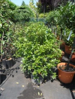 Groenblijvende Sneeuwbal (Viburnum Tinus 'Eve Price') 28 Groenblijvende Sneeuwbal (Viburnum Tinus 'Eve Price') -Directplant Winkel viburnum tinus eve price 80 100 c20 1