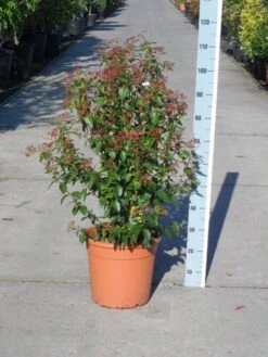 Groenblijvende Sneeuwbal (Viburnum Tinus 'Eve Price') 23 Groenblijvende Sneeuwbal (Viburnum Tinus 'Eve Price') -Directplant Winkel viburnum tinus eve price 80 100 c20 1