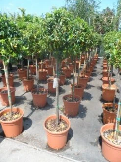 Sneeuwbal Op Stam (Viburnum Tinus 'Eve Price') -Directplant Winkel viburnum tinus eve price 80stam c20 2