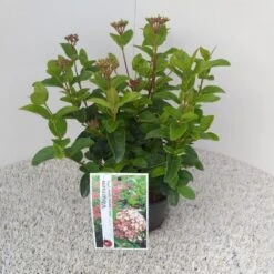 Sneeuwbal (Viburnum Tinus 'Lisa Rose') -Directplant Winkel viburnum tinus lisarose pbr