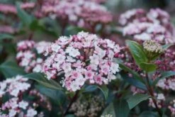 Sneeuwbal (Viburnum Tinus 'Spirit') -Directplant Winkel viburnum tinus spirit 03 2