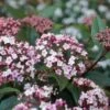 Sneeuwbal (Viburnum Tinus 'Spirit') -Directplant Winkel viburnum tinus spirit 05 2