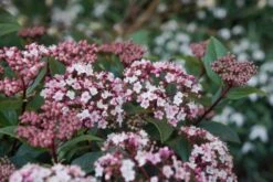Sneeuwbal (Viburnum Tinus 'Spirit') -Directplant Winkel viburnum tinus spirit 06 1