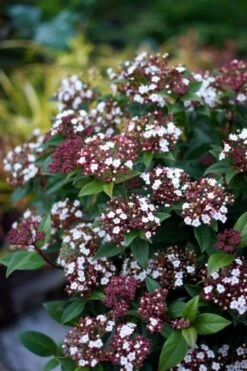 Sneeuwbal (Viburnum Tinus 'Spirit') -Directplant Winkel viburnum tinus spirit 01