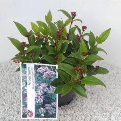 Sneeuwbal (Viburnum Tinus 'Spirit') -Directplant Winkel viburnum tinus spirit pbr 1
