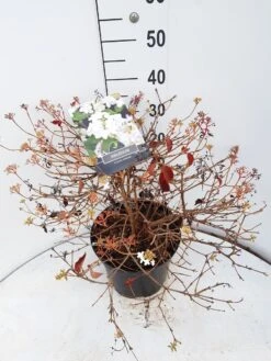 Sneeuwbal (Viburnum Plicatum 'Watanabe') 15 Sneeuwbal (Viburnum Plicatum 'Watanabe') -Directplant Winkel viburnum watanabe c10 v02
