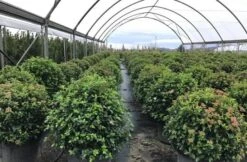 Sneeuwbal Als Bolvorm (Viburnum Tinus 'Eve Price') 10 Sneeuwbal Als Bolvorm (Viburnum Tinus 'Eve Price') -Directplant Winkel viburnumtinuseveprice