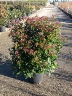 Sneeuwbal (Viburnum Tinus 'Spirit') -Directplant Winkel viburnumtinusgl03 2