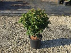 Sneeuwbal (Viburnum Tinus 'Spirit') -Directplant Winkel viburnumtinusspirit01 2
