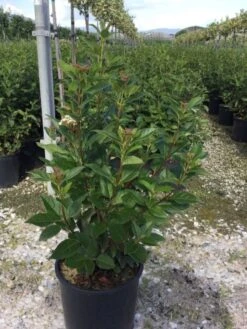Sneeuwbal (Viburnum Tinus 'Spirit') -Directplant Winkel viburnumtinusspirit02 2