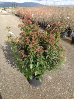 Sneeuwbal Als Bolvorm (Viburnum Tinus 'Spirit') 10 Sneeuwbal Als Bolvorm (Viburnum Tinus 'Spirit') -Directplant Winkel viburnumtinusspiritbol01 2