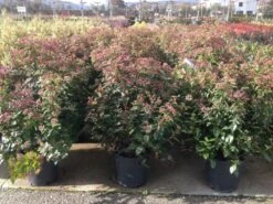 Sneeuwbal Als Bolvorm (Viburnum Tinus 'Spirit') -Directplant Winkel viburnumtinusspiritbol02 1